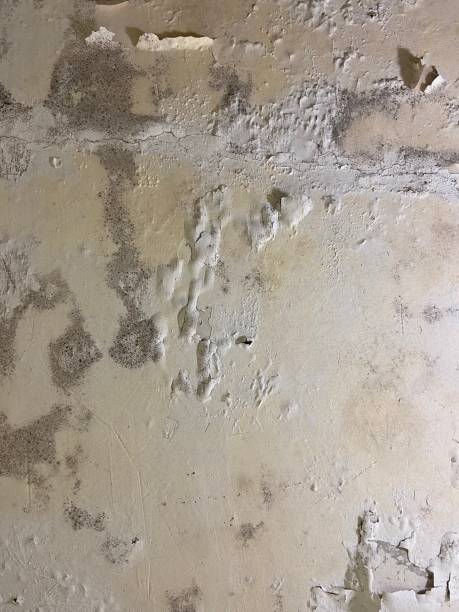 Best Black Mold Remediation in East Islip, NY