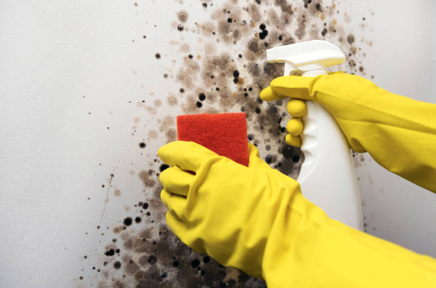 Best DIY Mold Remediation Support Services in East Islip, NY