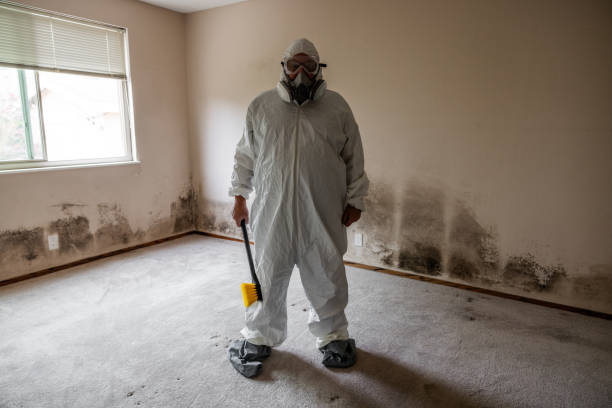Trusted East Islip, NY Mold Remediation Experts